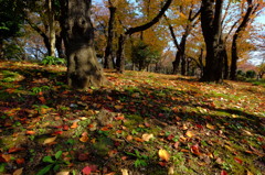 桜林