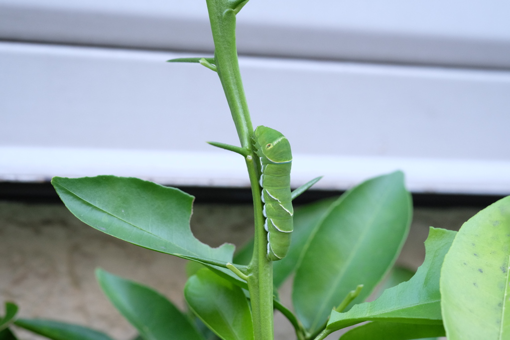 アゲハの幼虫