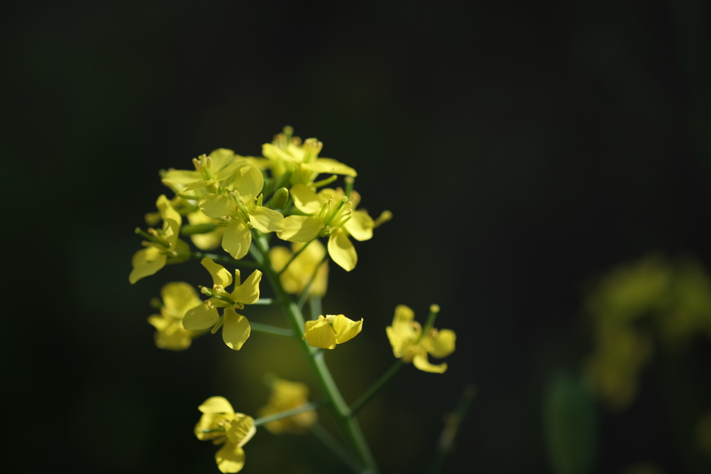 菜の花