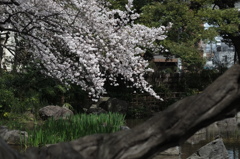 サクラ