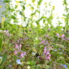 小さな花