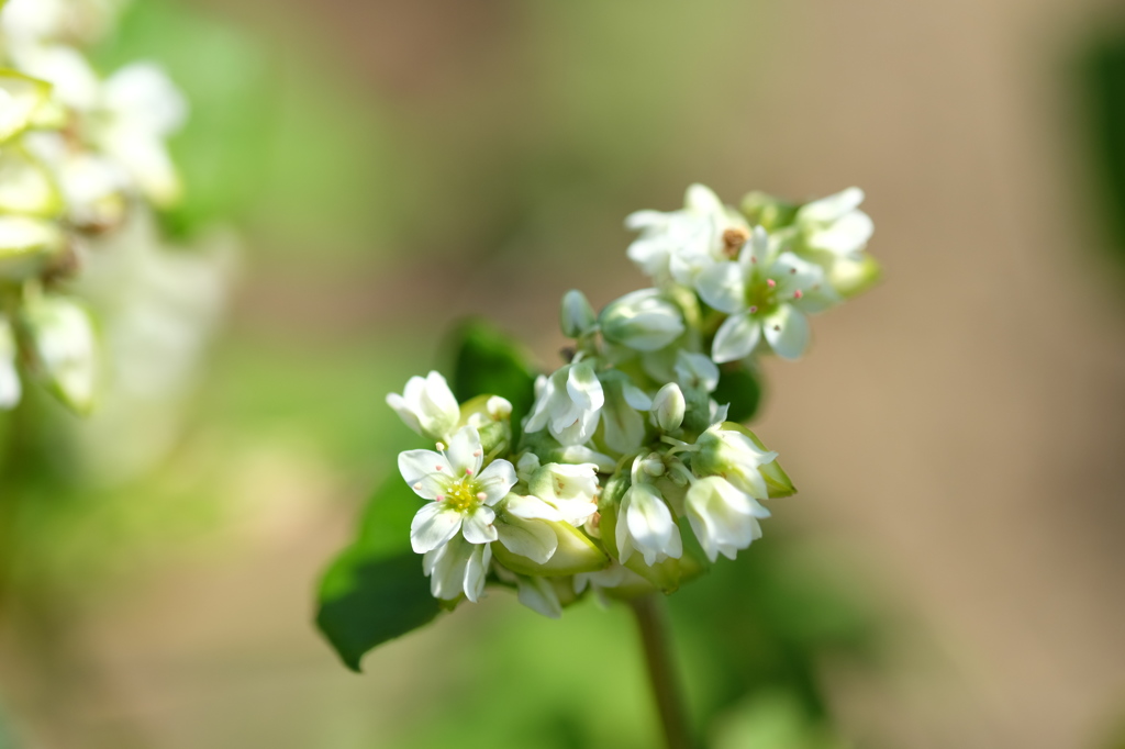 ソバの花