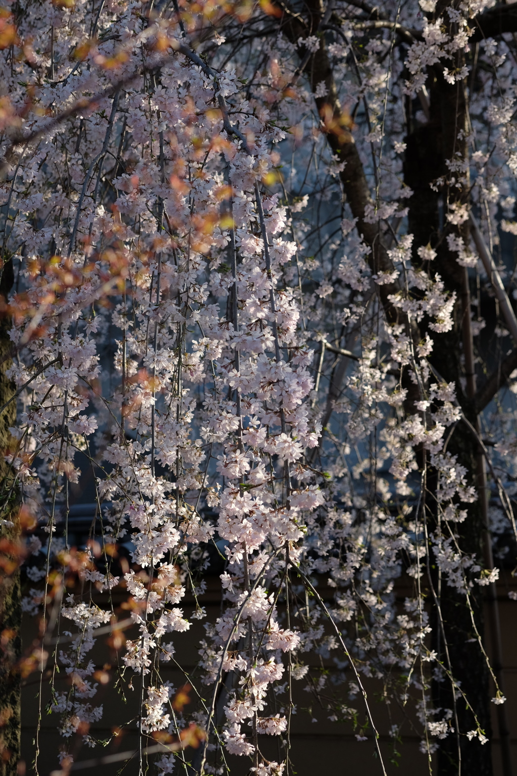 しだれ桜