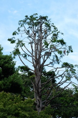 樹