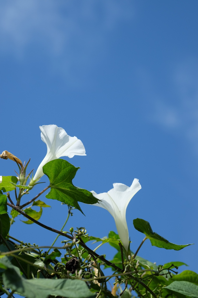 秋の朝顔