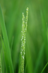 イネの花