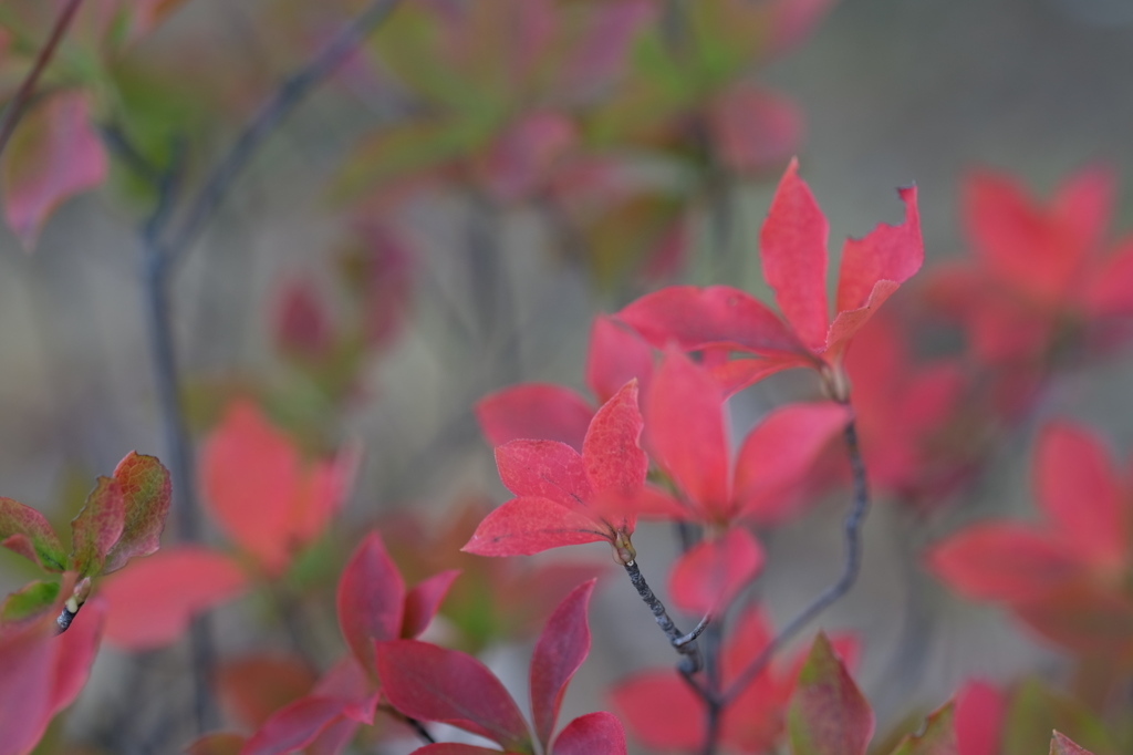 紅葉