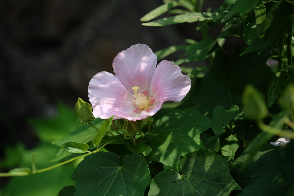 芙蓉