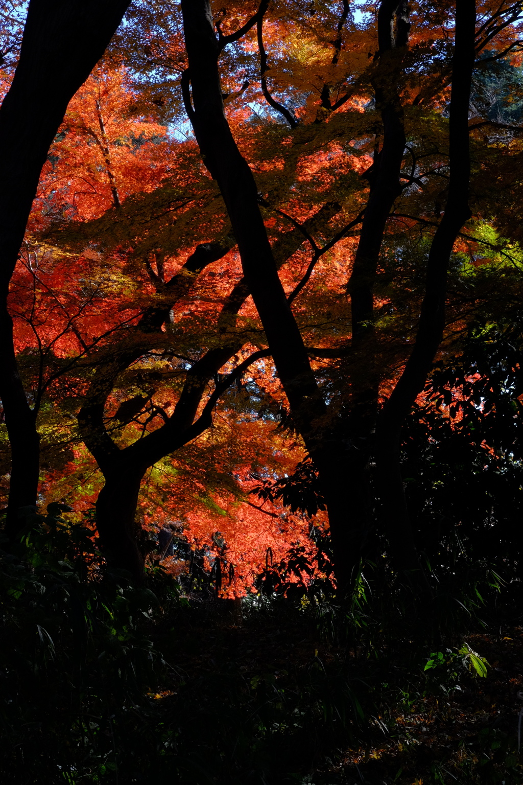 紅葉