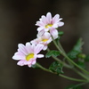 菊
