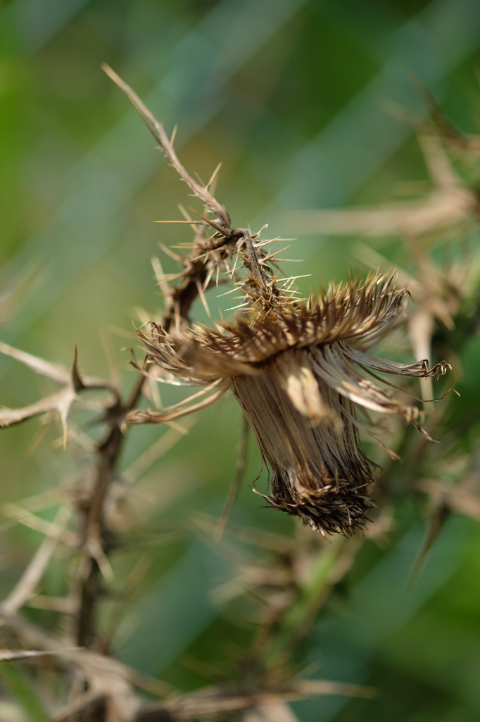 枯れアザミ
