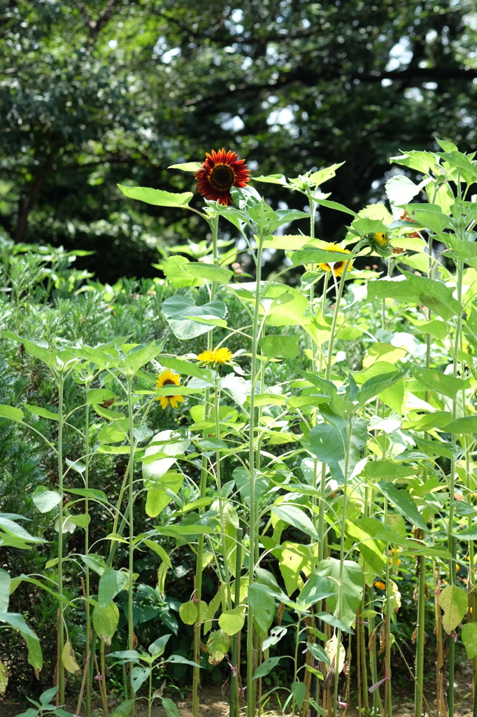 ヒマワリ（赤）