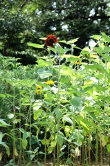 ヒマワリ（赤）