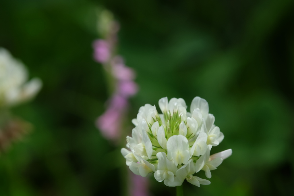 シロツメクサ