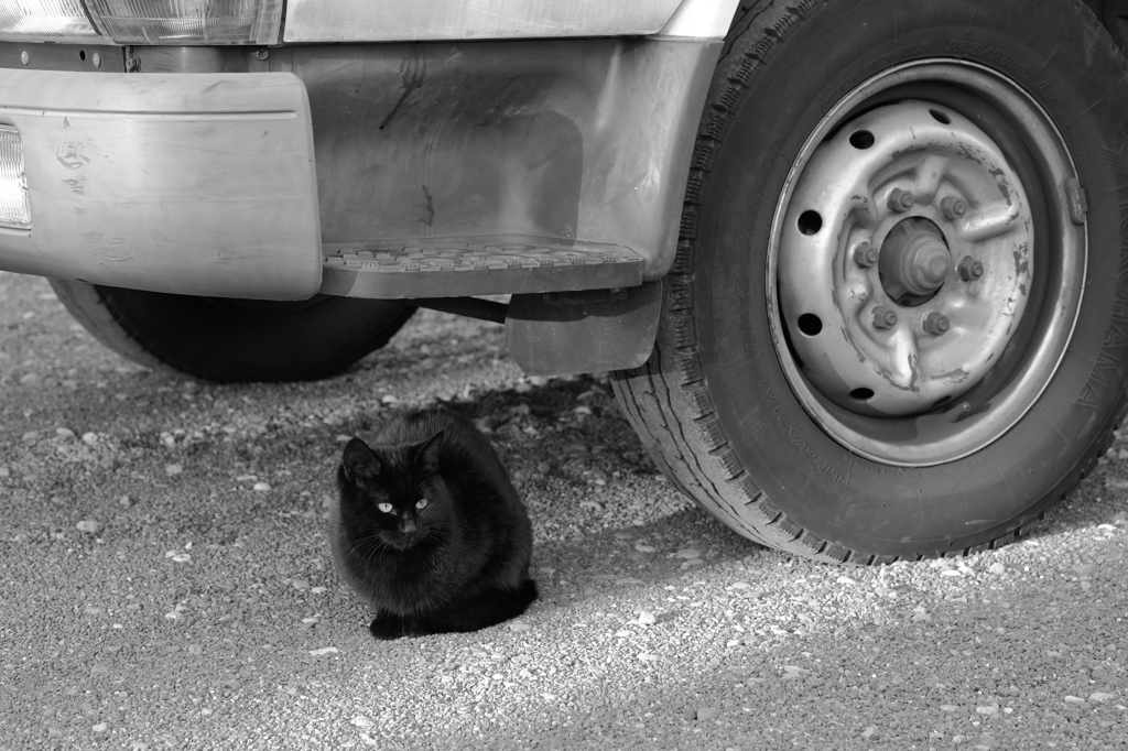 ねこ