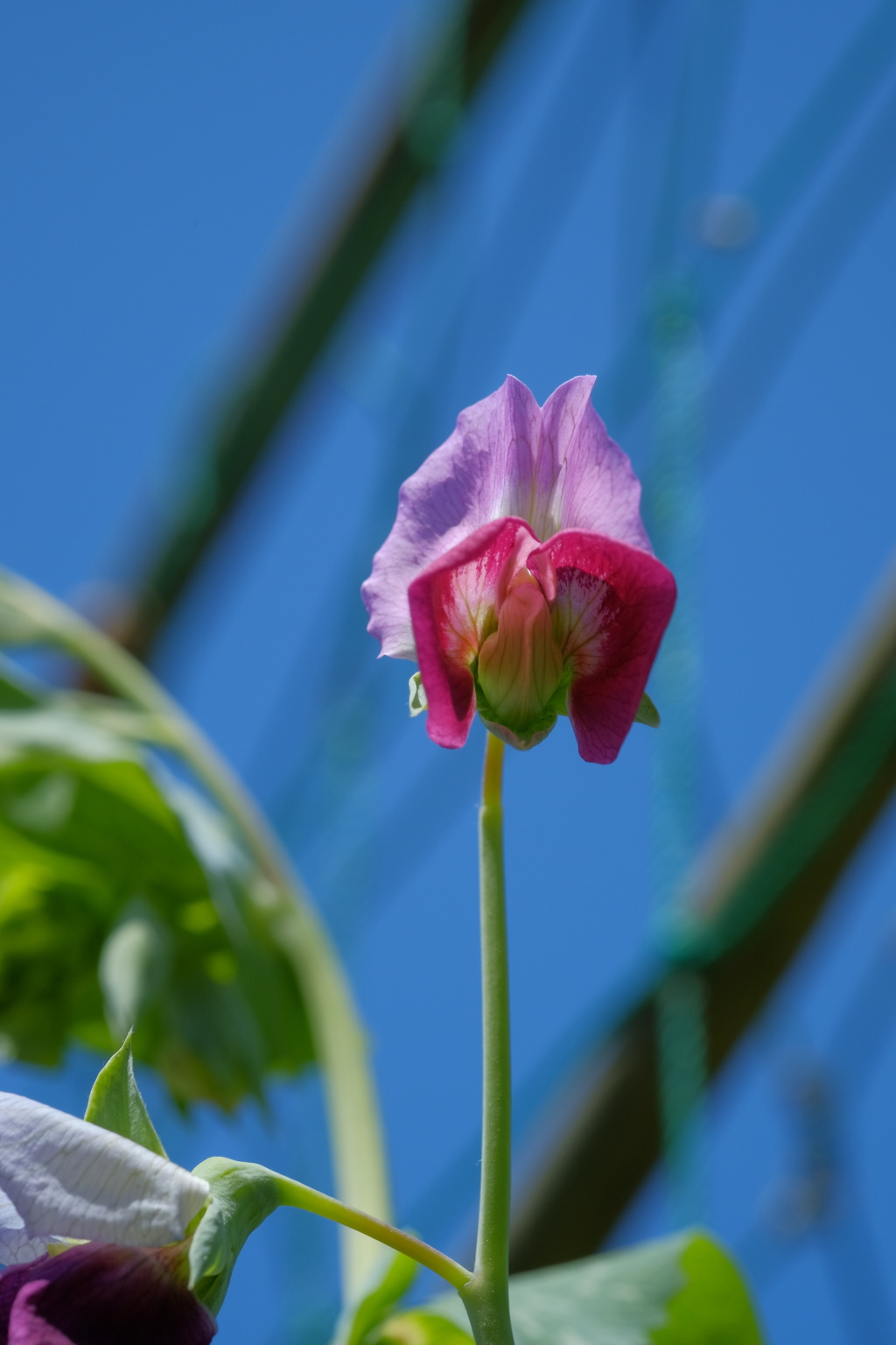 エンドウの花