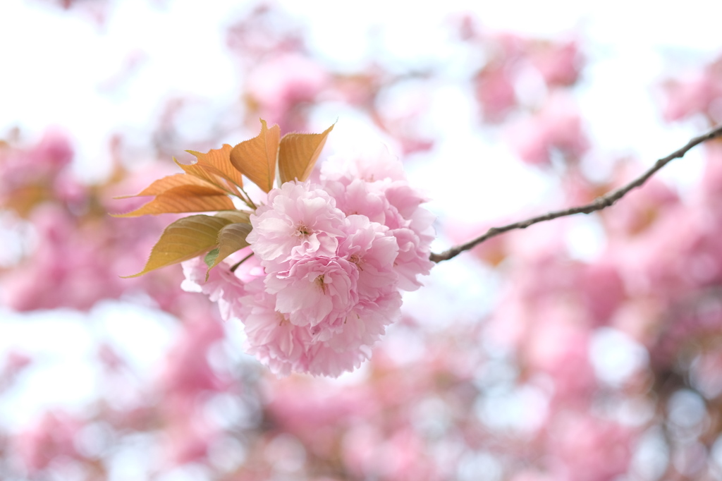 八重桜