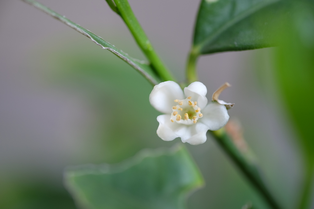 小さな柑橘の花