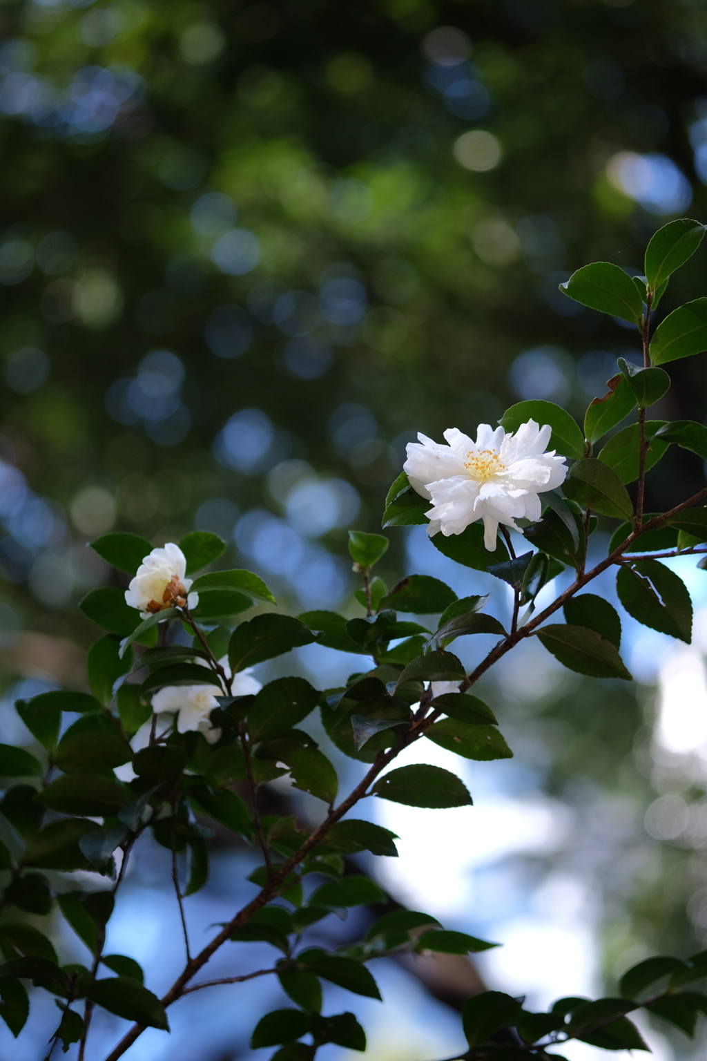 山茶花