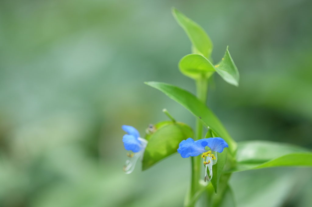 ツユクサ