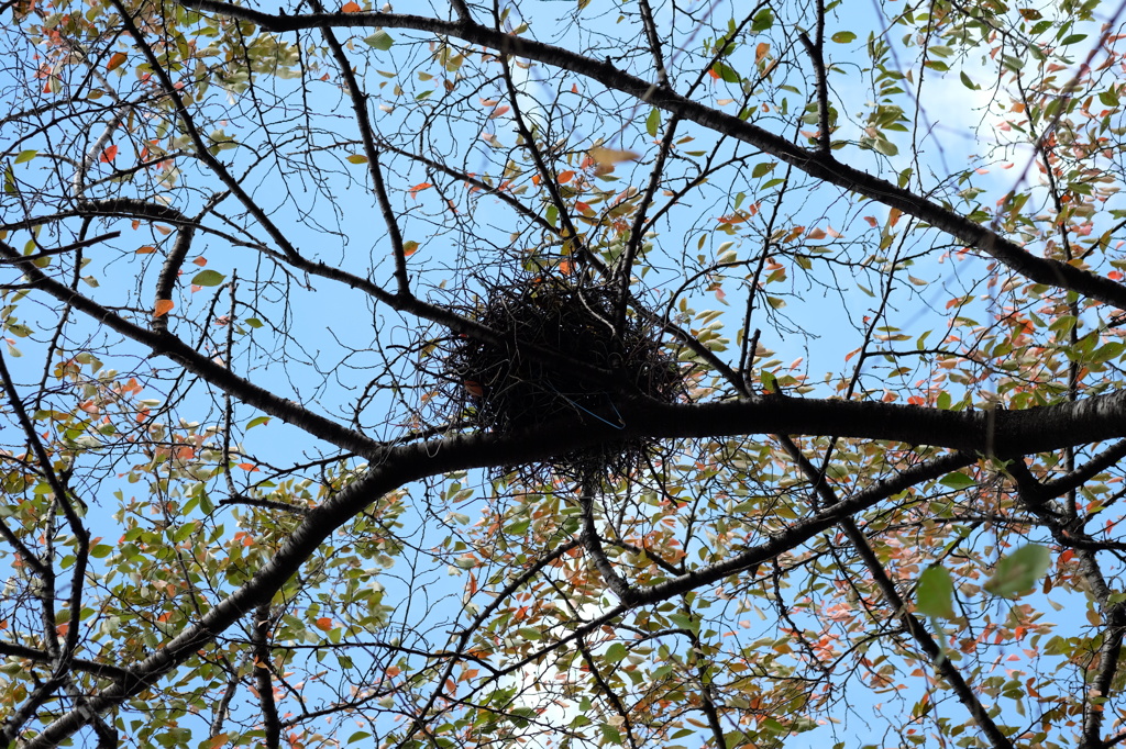 鳥の巣（針金ハンガー製）