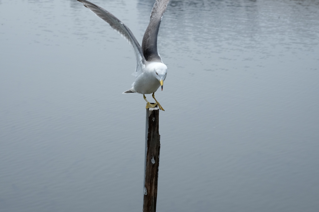 鳥