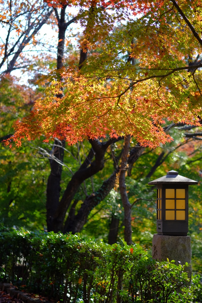 紅葉