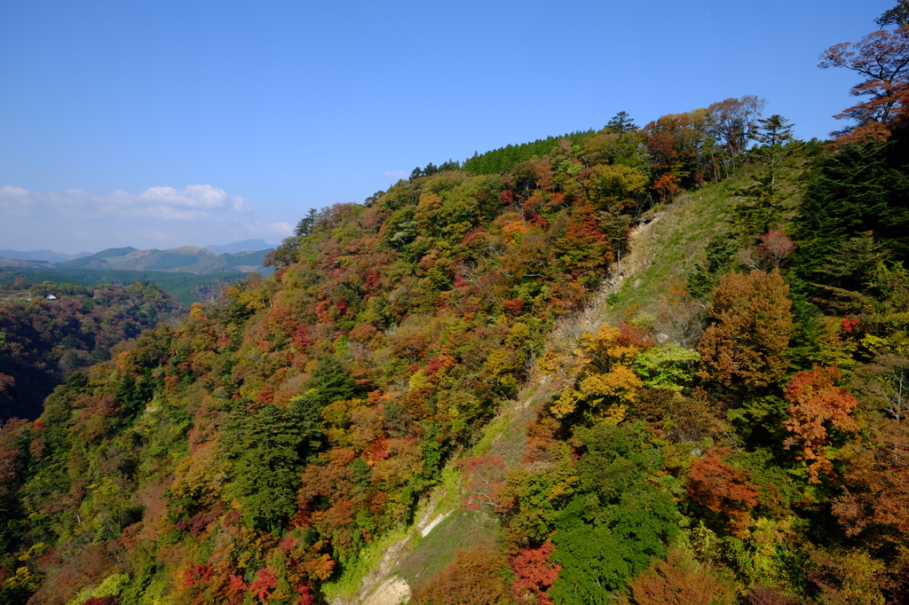 紅葉