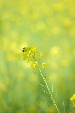 菜の花