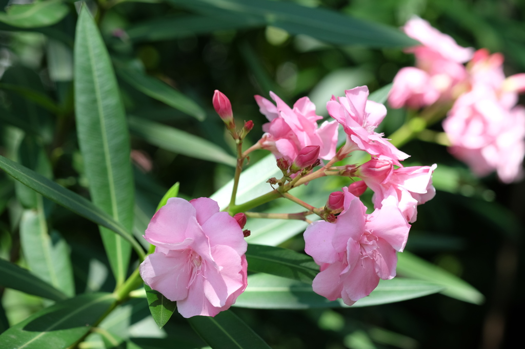 キョウチクトウ