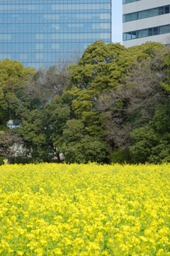 菜の花畑