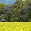 菜の花畑