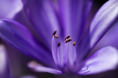 青い花