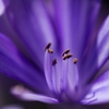 青い花