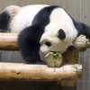 真夏の夜の動物園　シンシン