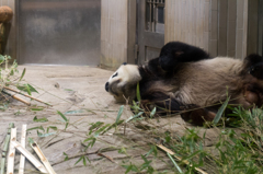 真夏の夜の動物園　リーリー