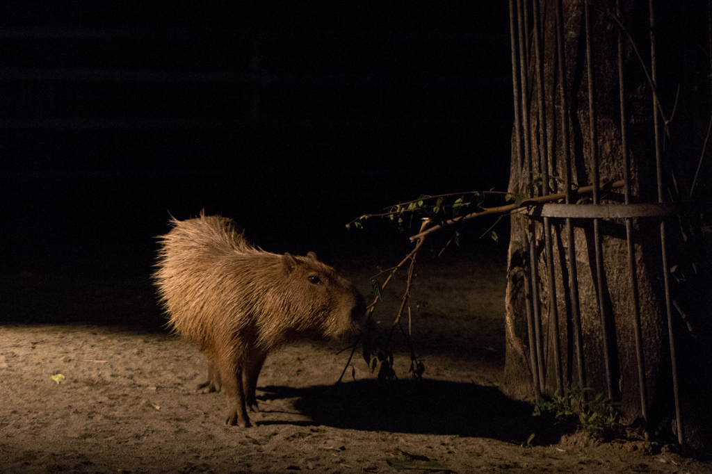 真夏の夜の動物園　カピバラさん