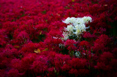 権現堂公園　曼珠沙華