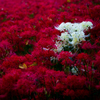 権現堂公園　曼珠沙華
