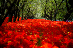 権現堂公園　曼珠沙華