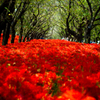 権現堂公園　曼珠沙華