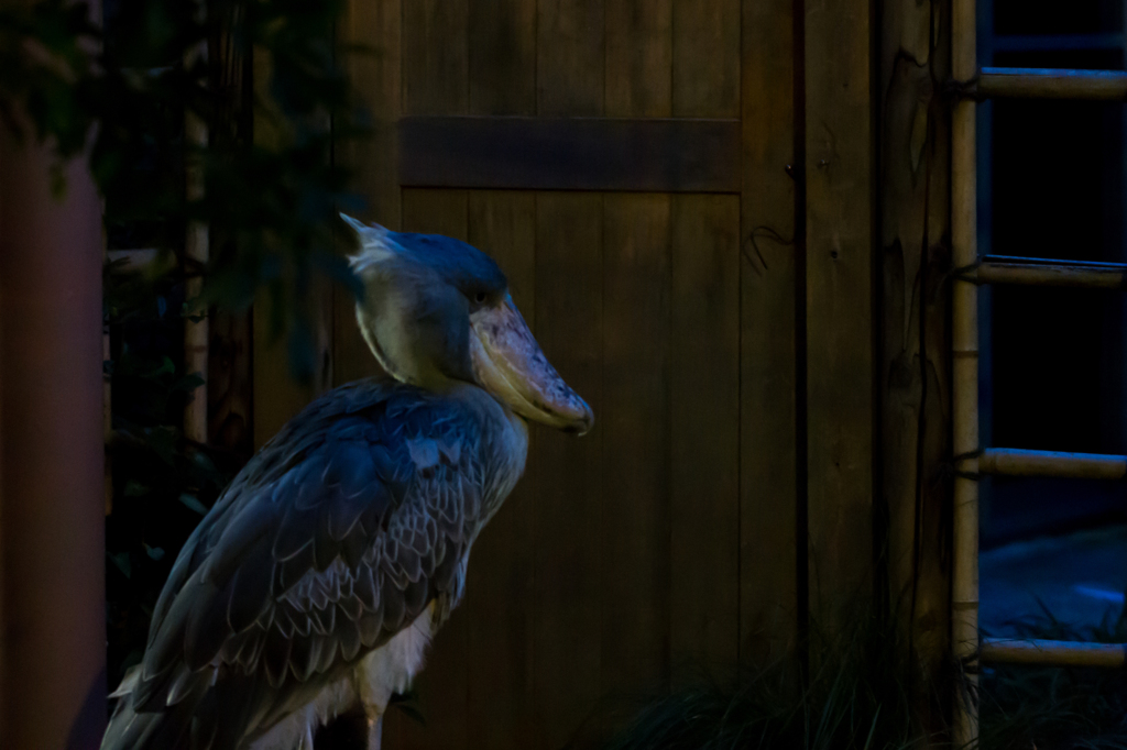 真夏の夜の動物園　ハシビロコウ