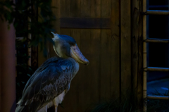 真夏の夜の動物園　ハシビロコウ