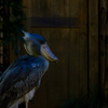 真夏の夜の動物園　ハシビロコウ