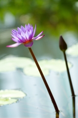 蓮の花