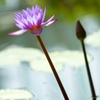 蓮の花