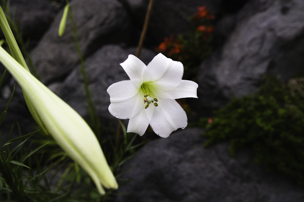 Lily