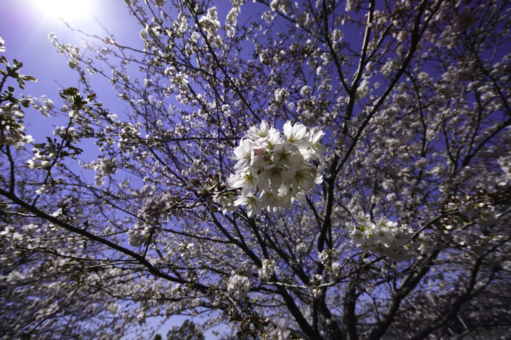 桜
