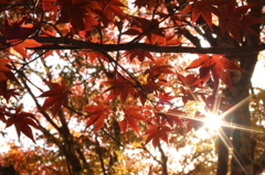 紅葉