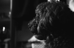 my sweet dog